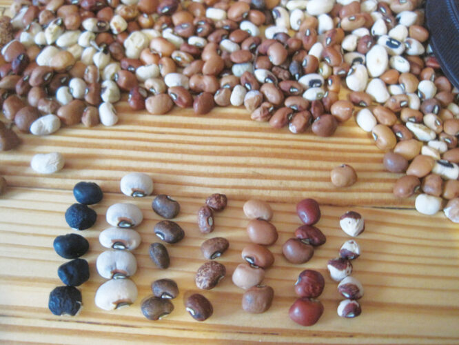 Modern Landrace Gardening